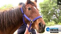 More than 40 dead and dying horses found on Melbourne property