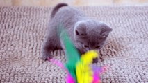 Chaton Chartreux Femelle Ida 25/02/16 des Rives d'Estaing