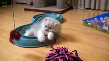 funny cats for kids - Cutest Teacup Puppies and Kittens