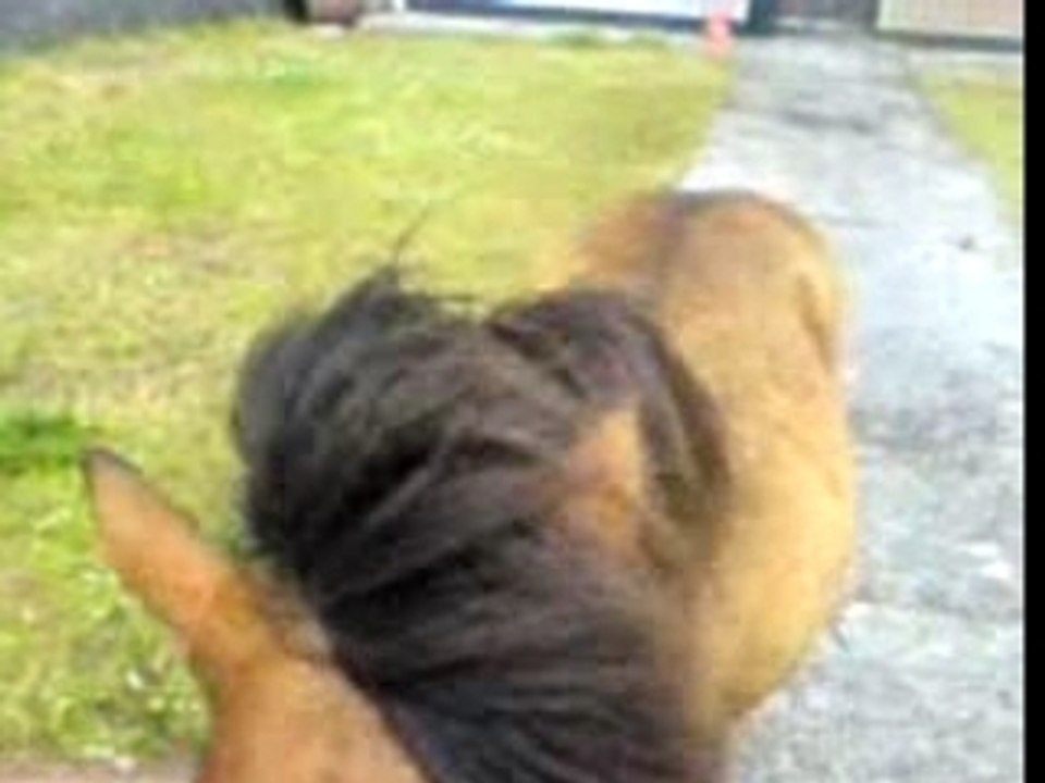 Le poney