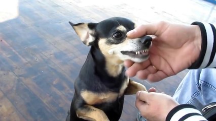 ПОНЯТНО,ПОЧЕМУ ХВОСТ КОРОТКИЙ ?!. он его отгрыз от злобы !!!