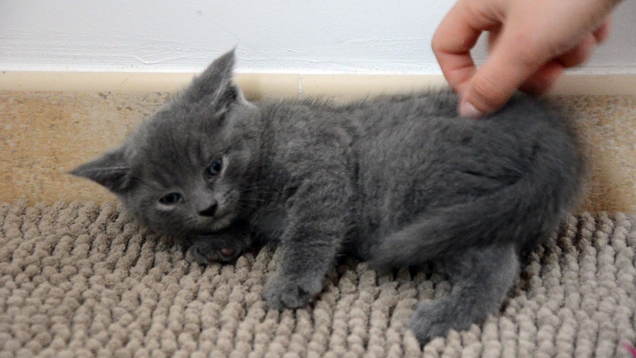 Miko chaton chartreux des Rives d'estaing à Toulouse