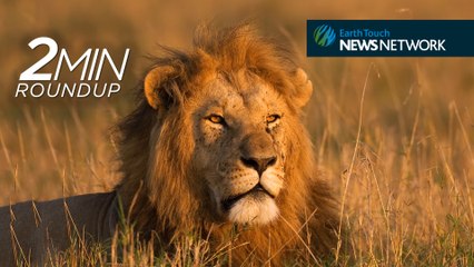 Japan's whale hunt, saving the fossil fish & a lion on the loose