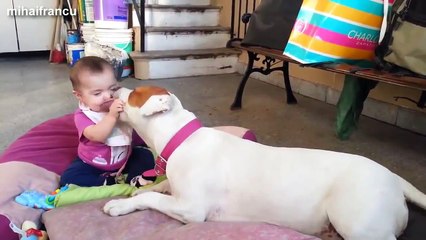 funny dogs 2016 - Babies playing with dogs