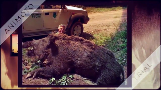 battue sanglier 2016 - chasse aux sanglier et cerf