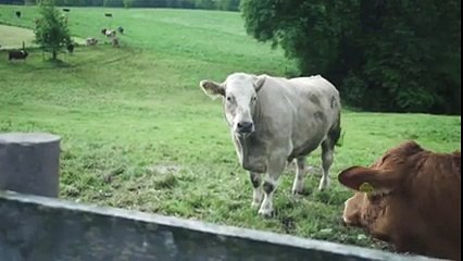 Uzun Süre Sonra Özgürlüğüne Kavuşan İneğin Gözyaşları Yok Bö