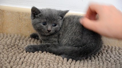 Femelle 1 Chartreux Felindra 27/02/16 des Rives d'Estaing