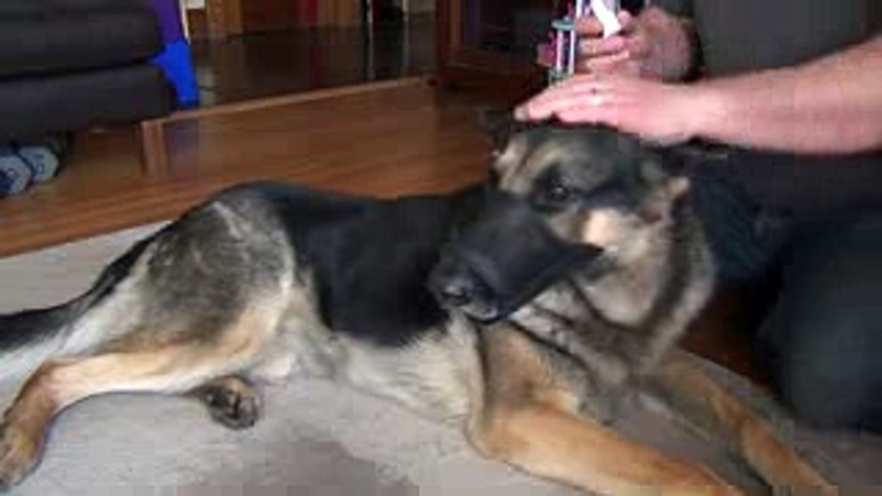 Aggressive German Shepherd Using Eye Drops