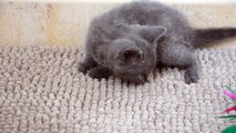 Chaton Chartreux Femelle2 27/02/16 des Rives d'Estaing