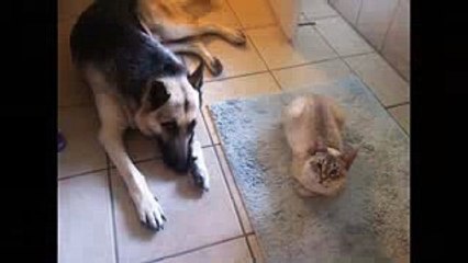German Shepherd Jet and Emilia the cat Amazing friendship