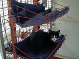 Las protectoras no son hoteles - Protectora de gatos de La Linea