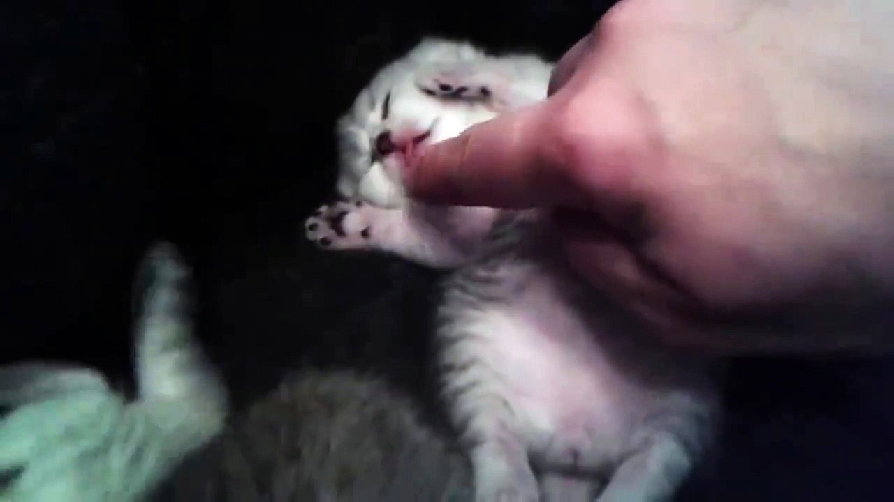 Ce chaton exténué sort sa petite langue pour téter