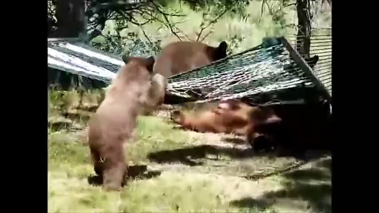 3 bébé ours et leur maman jouent sur un Hamac