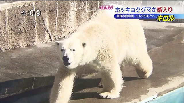 Kiroru the Polar bear will move to Kushiro zoo to be a partner of Milk, the female bear (Apr.4 2016)