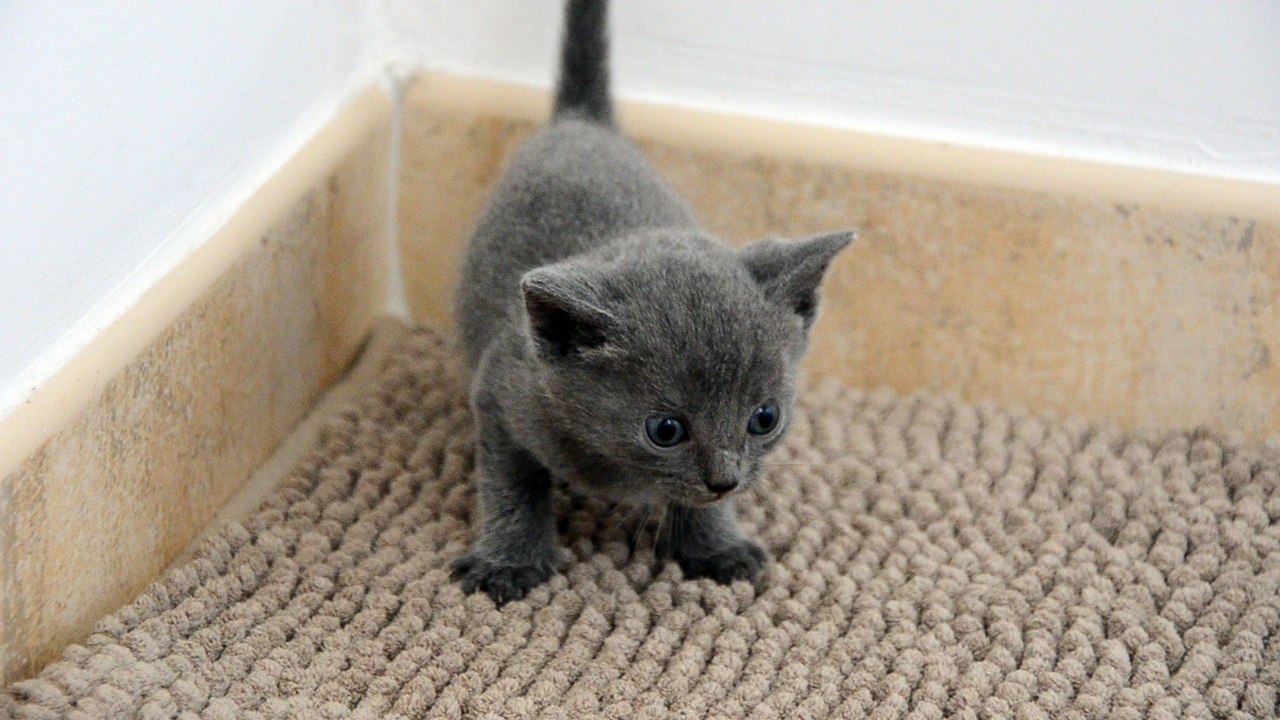 Malko Male chartreux des Rives d'estaing