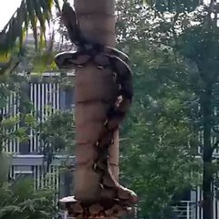 Snake Coils Its Way Up A Tree.