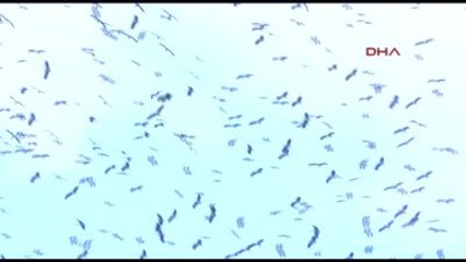 Leylek Sürüsü Yüzünden THY Uçağı Pisti Pas Geçti