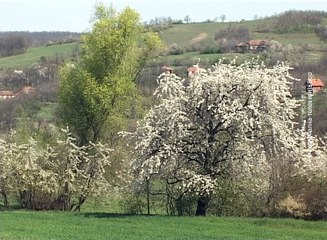 Počela setva, 04. april 2016. (RTV Bor)