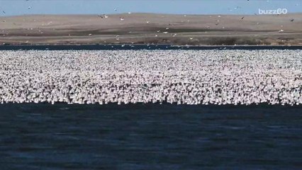 Video shows  up to  one million snow geese resting during migration