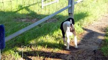 Sunny Morning at Lila Acres Boer Goats
