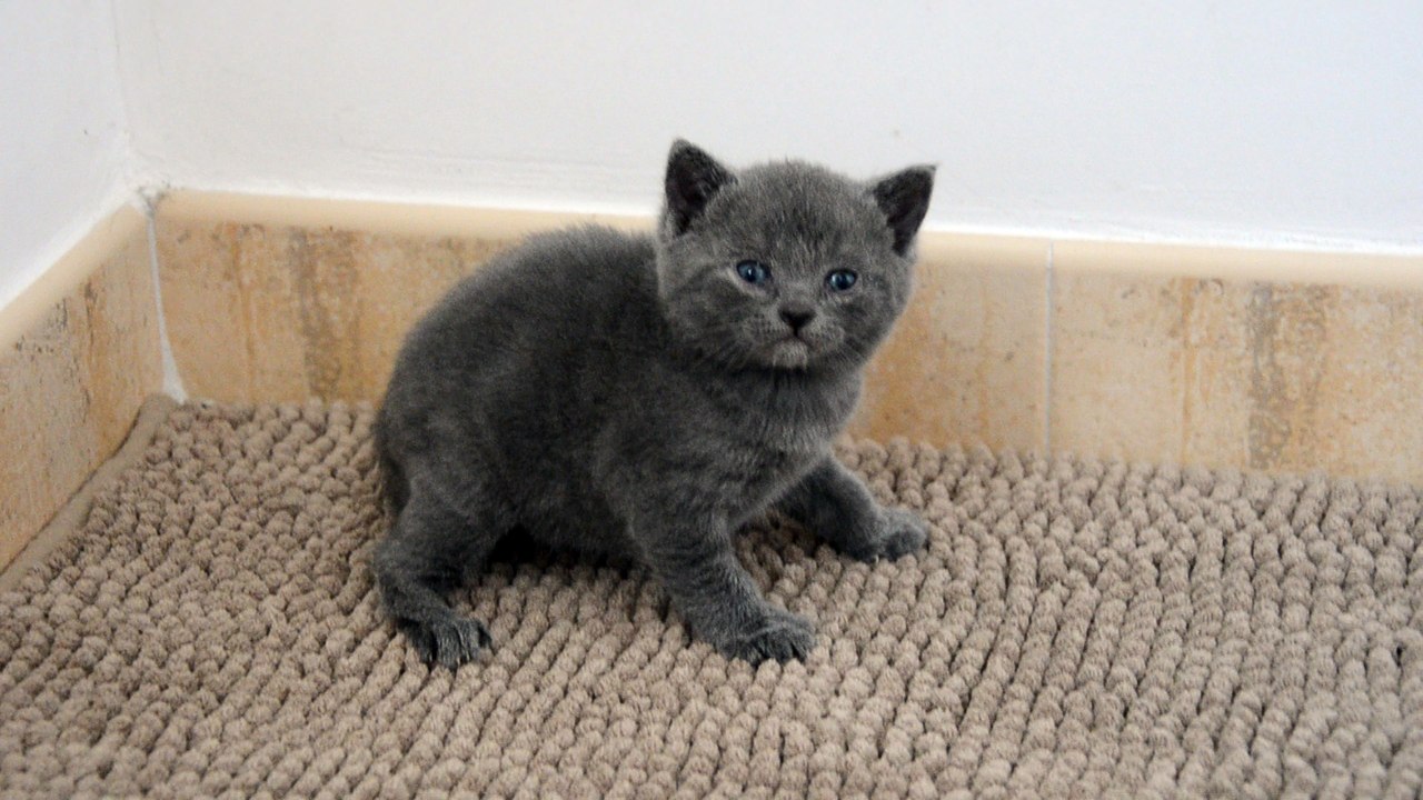 Chaton Chartreux Male 1 Iliade 01/03/16 des Rives d'Estaing