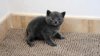 Chaton Chartreux Male 1 Iliade 01/03/16 des Rives d'Estaing