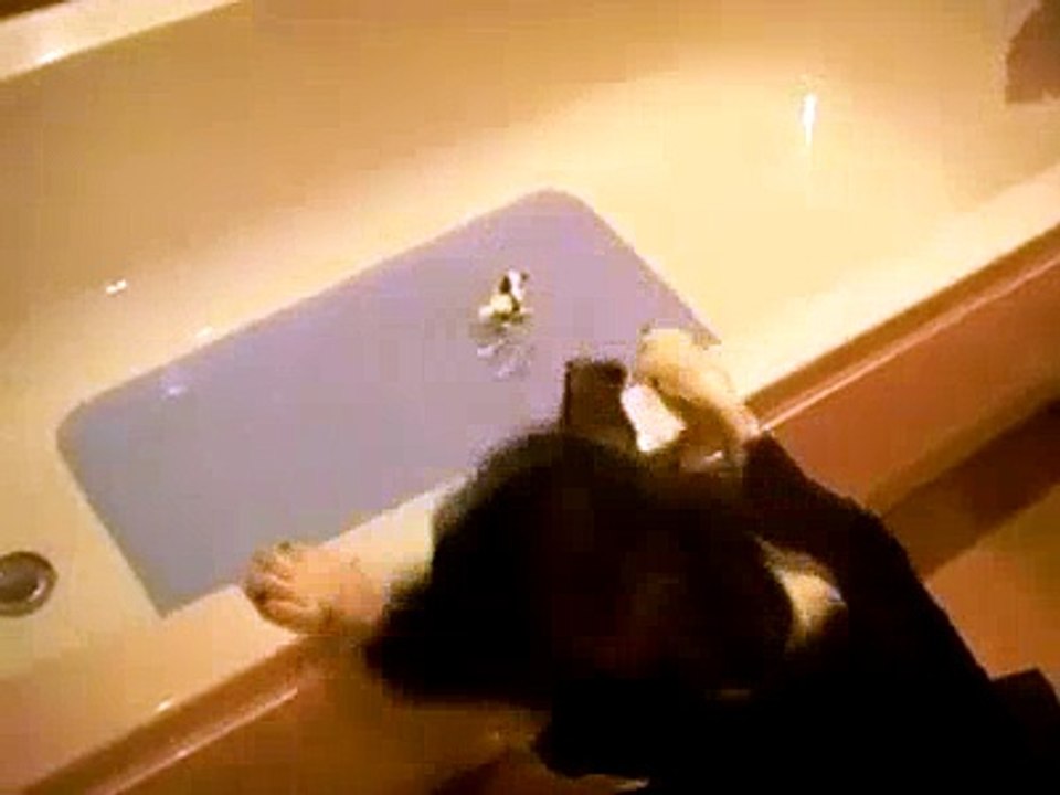 You_Must_Watch_This_Dog_And_Cat_Funny_Scene - Funny Videos