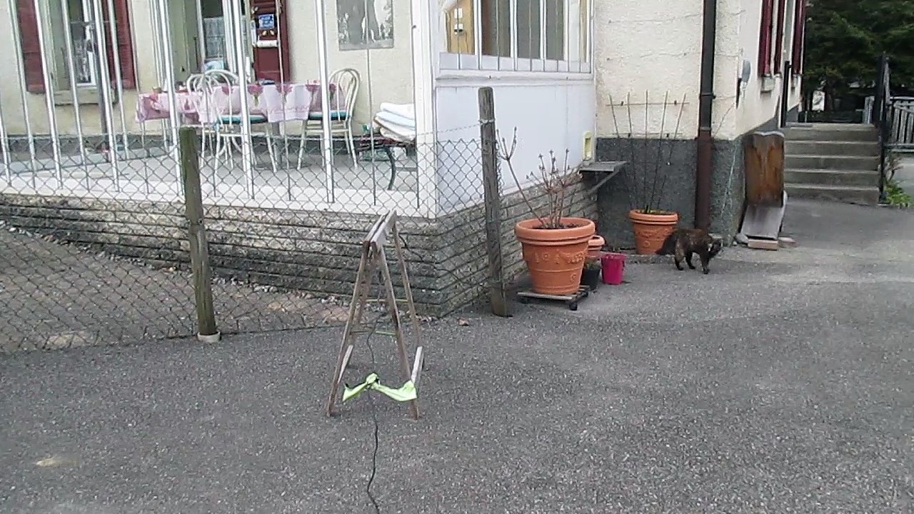 2.4.2016 : La minette visiteuse veut faire la connaissance de Nano