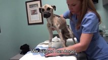 Elle fixe ce chien mourant dans les yeux. 20 secondes plus tard, un véritable miracle se produit!