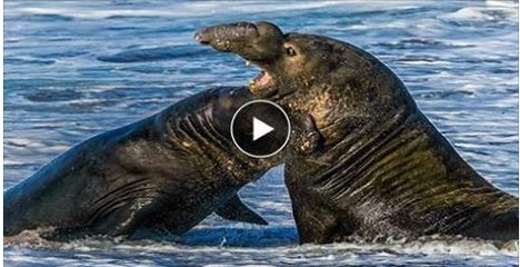 Horrible Fight Between Two See Lion.