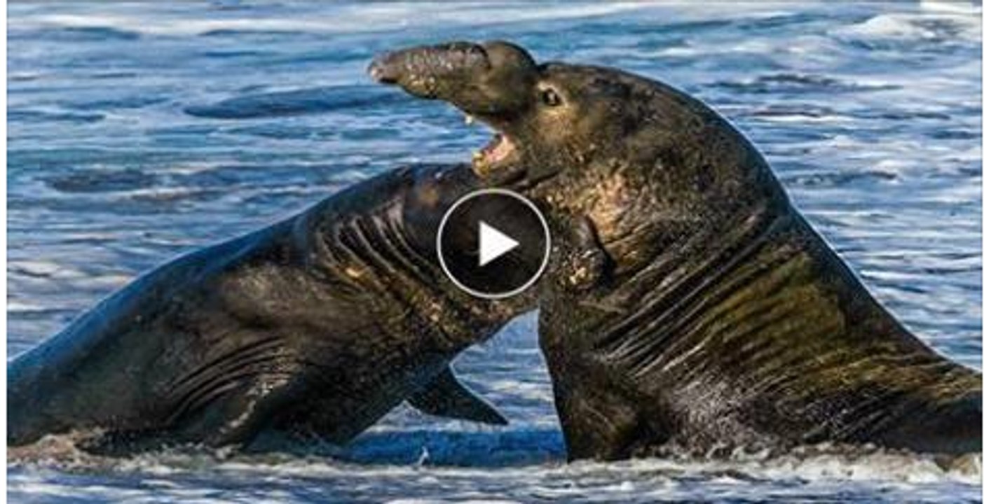 Horrible Fight Between Two See Lion.