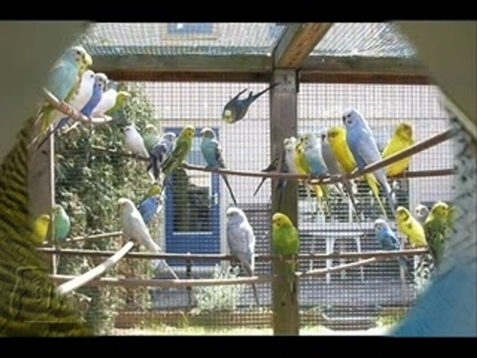 Dieren