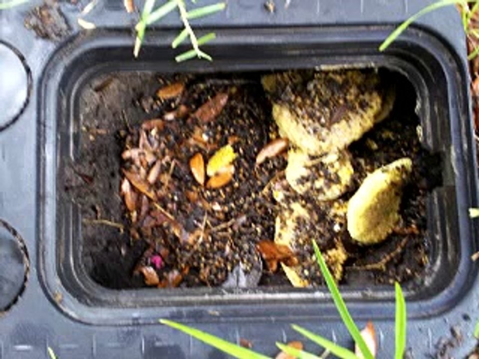 Eco Bee Removal- Intro to Bee removal Part 2 "How to Calculate the Cost of Honey Bee Removal"