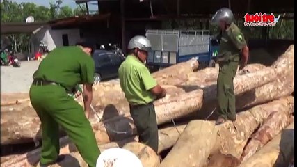 Sai phạm tận thu gỗ rừng, 7 cán bộ bị kiểm điểm, kỉ luật