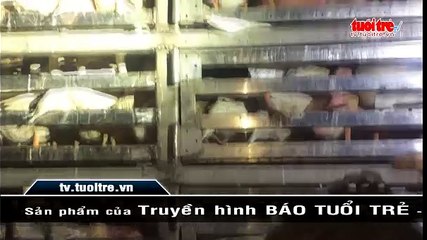 Bắt 3 xe tải chở vịt không đảm bảo vệ sinh khi vận chuyển