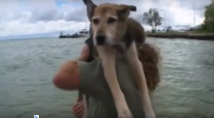 Questo Cane Soffre Di Una Grave Artrite: Quello Che Il Padrone Fa Per Lui è Commovente