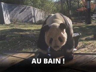 C'est l'heure du bain pour ce gros panda !