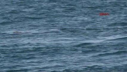 Dolphin Show Rocks Istanbul's Bosphorus