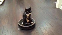 This two-legged kitten riding around on a Roomba is winning the internet