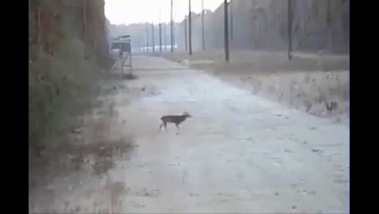 The worst Hunter ever 3 shots missed!