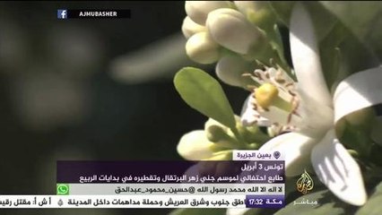 ‫#‏شاهد‬ مظاهر الاحتفال بموسم جني زهر البرتقال وتقطيره في ‫#‏تونس‬