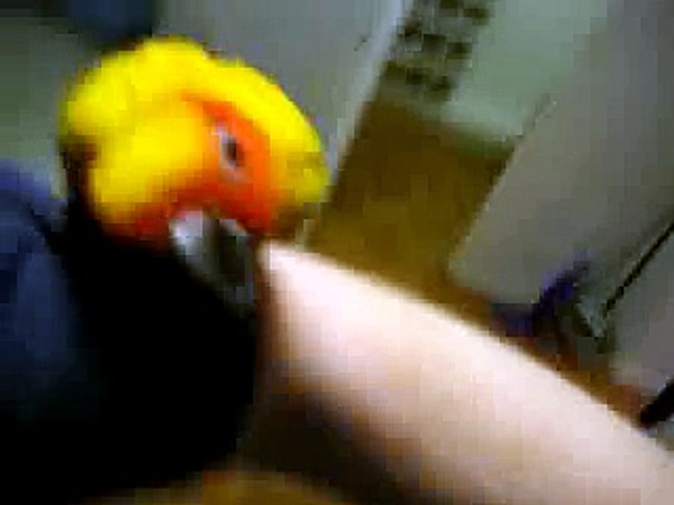 Monkey Bird