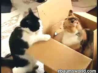 Cat Fight In Box