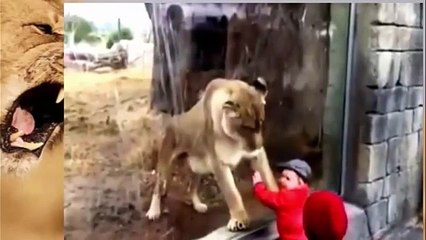 Angry Lion Attack Man Videos, Lions Attack Compilation 2016