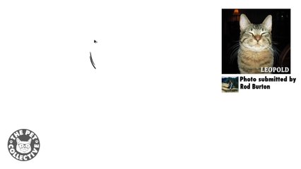 Draw My Pet    Awesome Animal Art