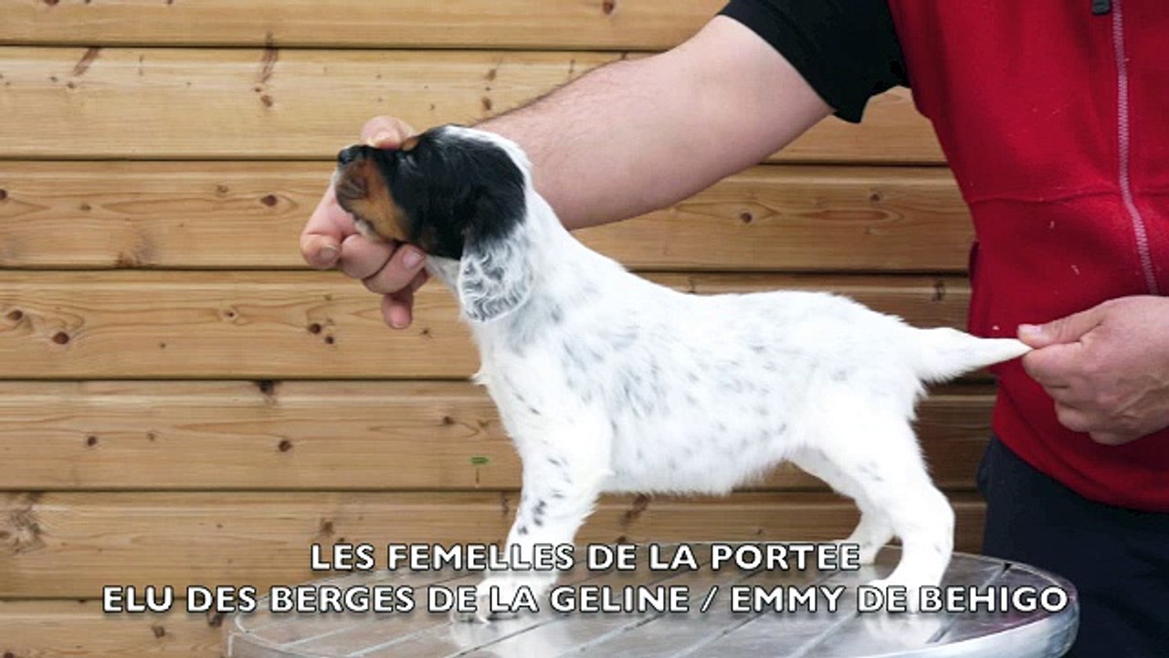 Chiots Elu-Emmy