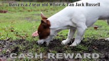 Missing Dog: Daisy the Jack Russell Terrier