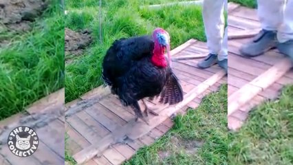 Ultimate Pet Videos of the animals