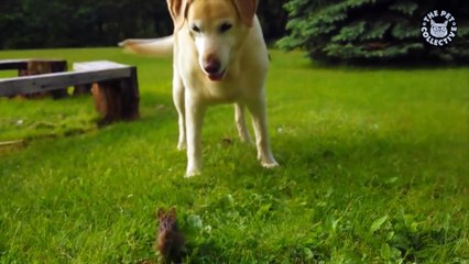 Unlikely Pet Pals    Funny Pet Compilation