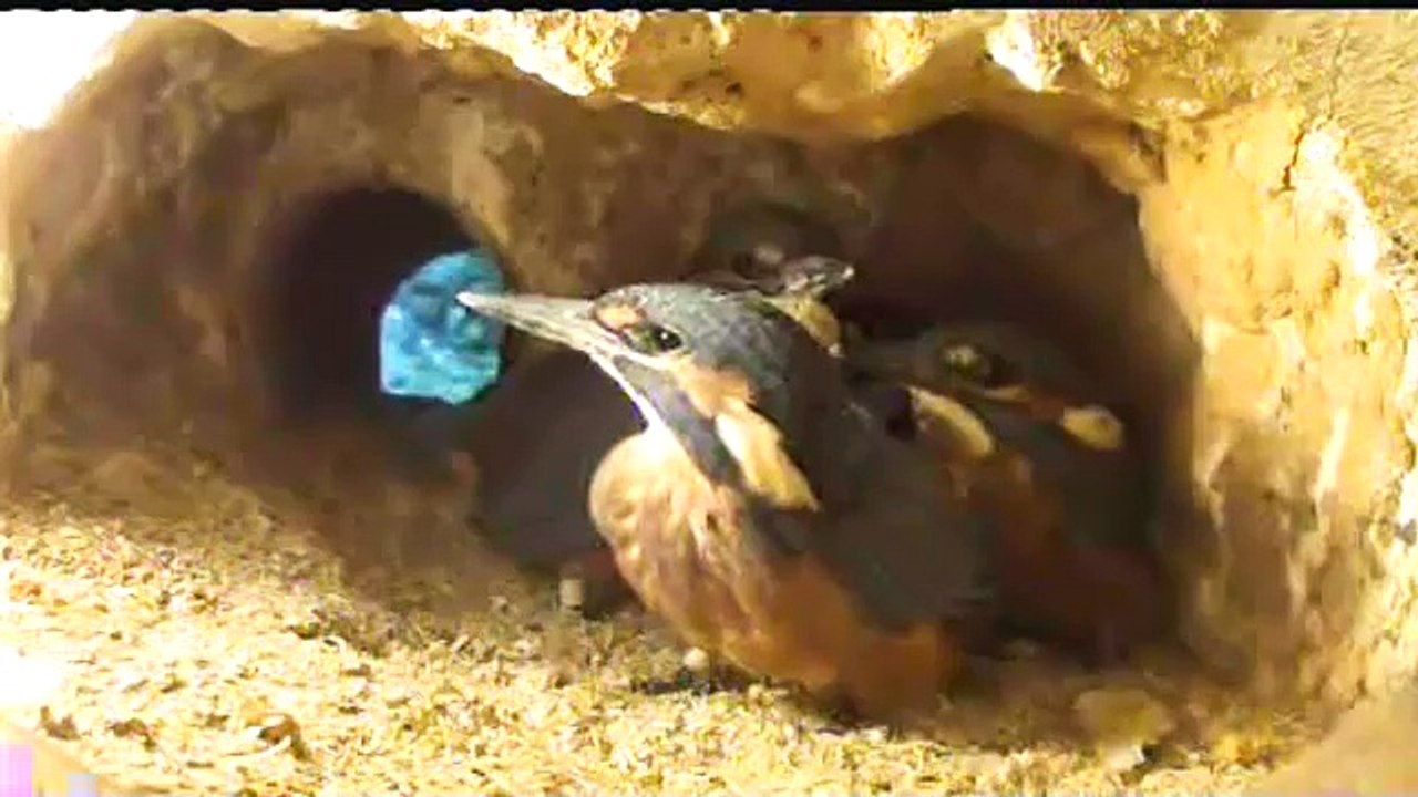 Live aus der Eisvogel Bruthoehle